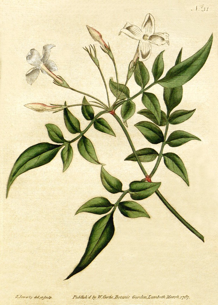 Jasmine (Jasminum officinale)