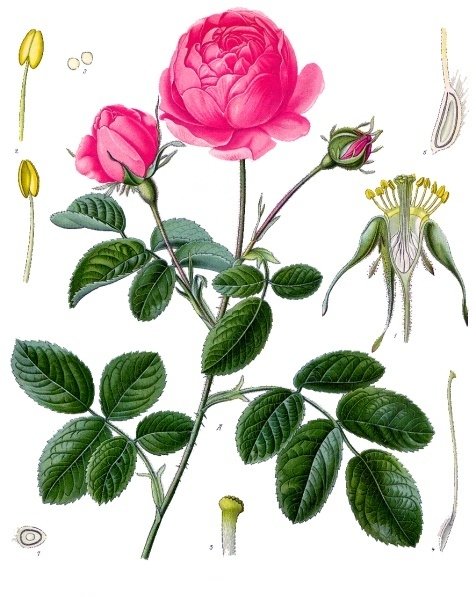 Rose (Rosa centifolia)