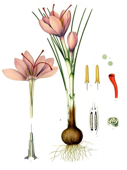 Saffron (Crocus sativus)