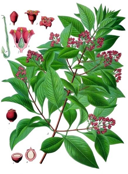 Sandalwood (Santalum album)
